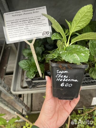 Гортензия саженцы