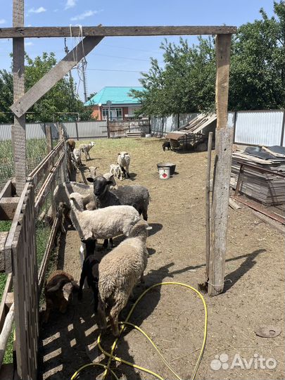 Ягнята барашки