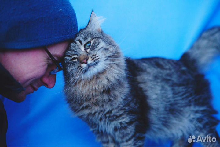 Особенный котик Серенький