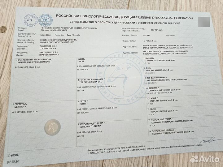 Щенки ягдтерьера