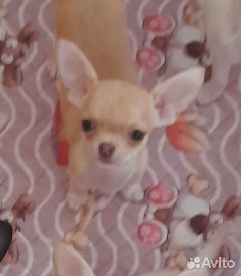 Мини чихуахуа