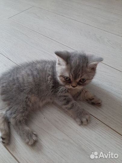 Британские кошка и котенок бесплатно