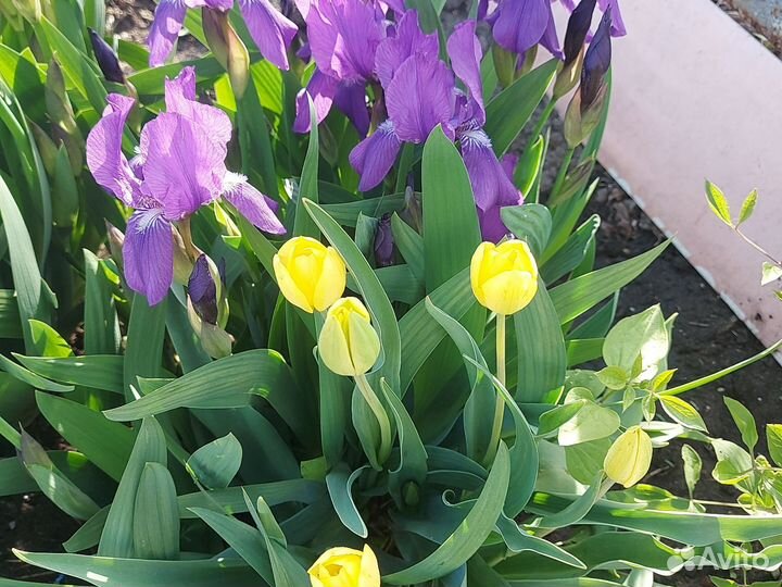 Тюльпаны на срез