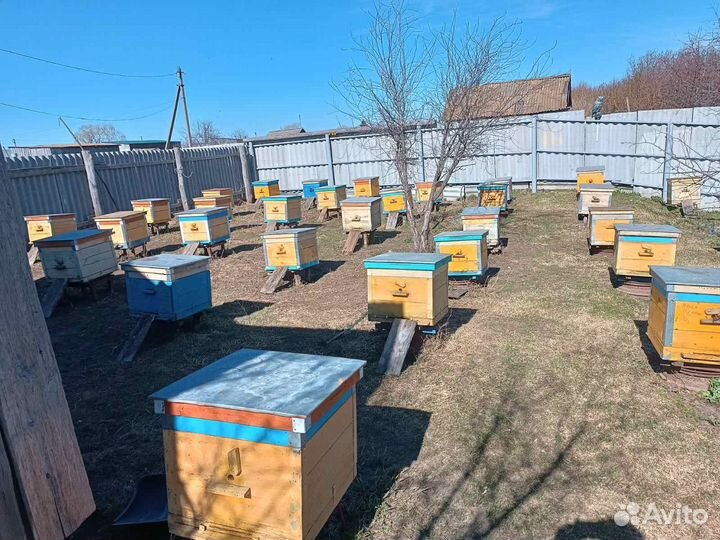 Продам пчелосемьи