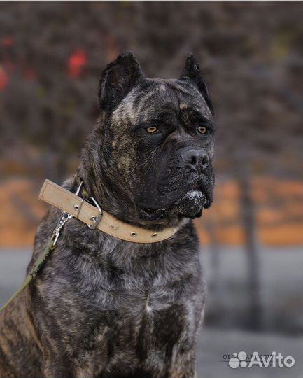 Кобель вязка кане корсо