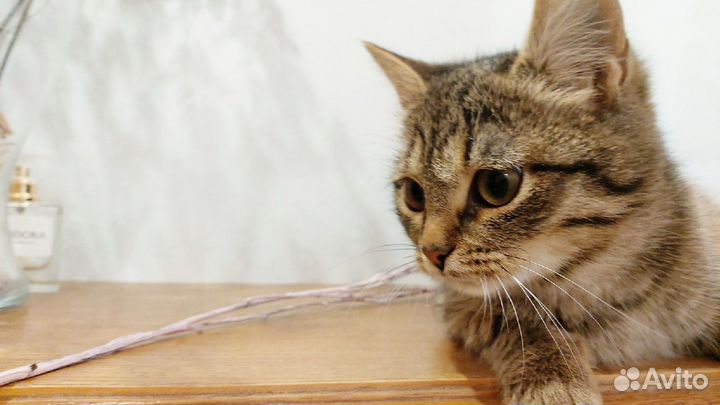 Кошечка в добрые руки
