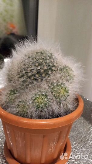 Пушистый кактус