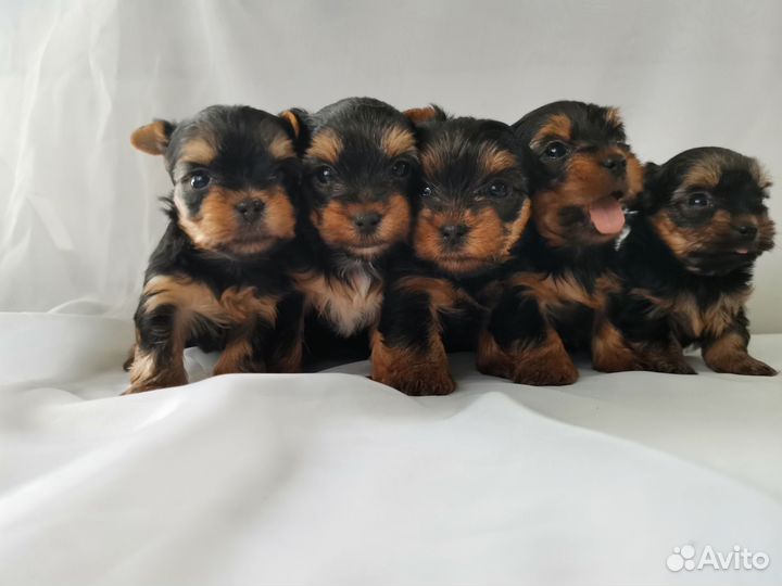 Йоркширский терьер