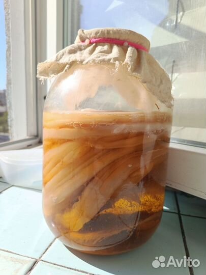 Чайный гриб комбуча