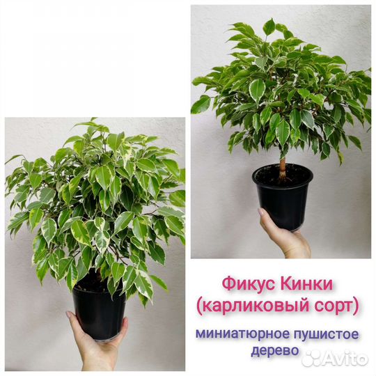 Фикус Триангулярис,Кинки,Анастасия,Барок,Лирата