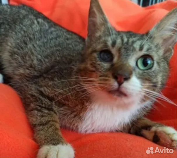 Котик Кевин