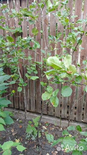 Саженцы яблони