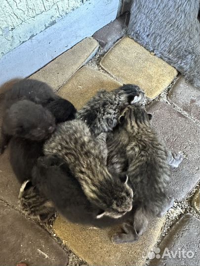 Британская