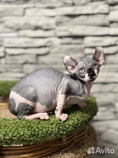 Эльф котенок