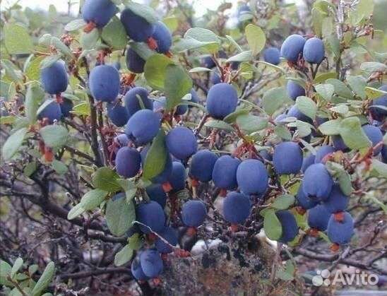 Саженцы черники, голубики, брусники, костяники