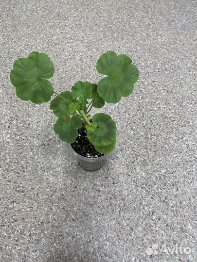 Пеларгония герань