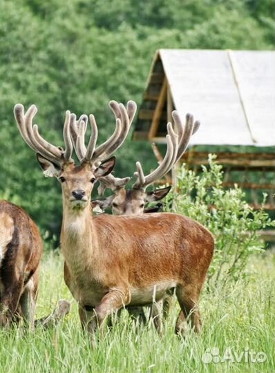 Пантовые ванны