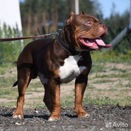 Американский булли вязка