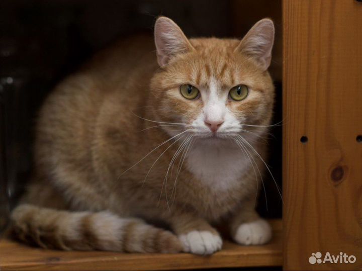 Котик Компотик (кот)