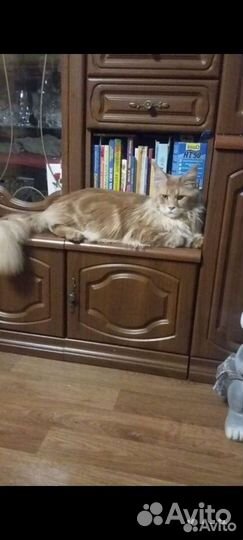 Котята мейн кун