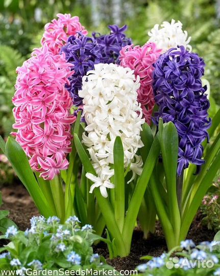 Гиацинт луковицы 3 штуки сорт перпл микс