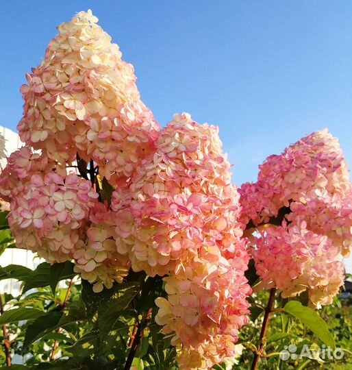 Метельчатые гортензии