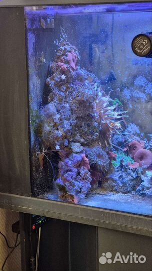Морской аквариум 130 литров