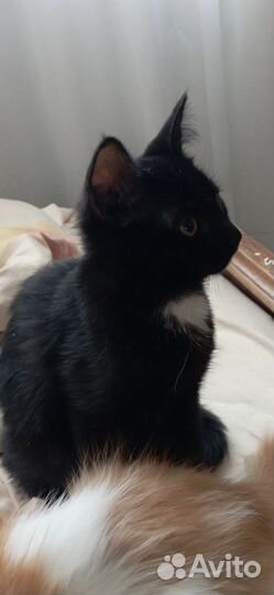 Котенок