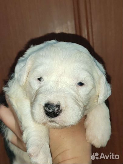 Лохматый мишка бобтейл