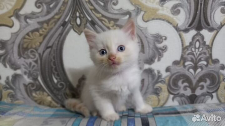 Котята в добрые руки бесплатно