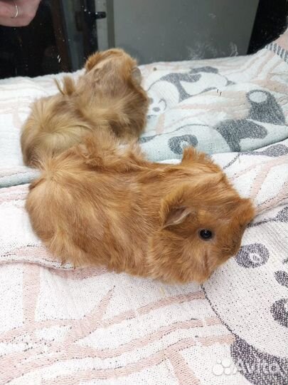 Морские свинки (кудрявые и перу)