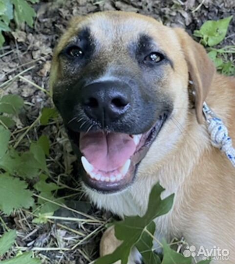 Потерялась собака