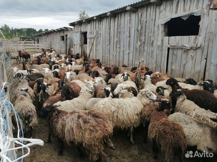 Овцы 120 голов