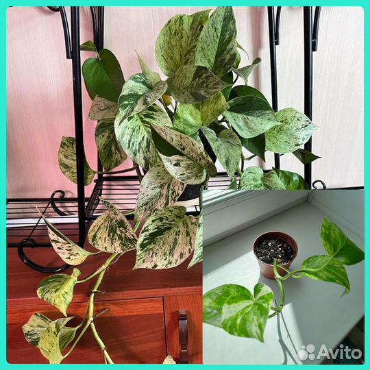 Комнатные цветы