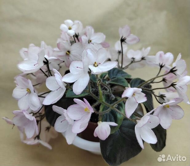 Фиалка мини цветущая