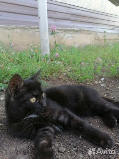 Отдам в добрые руки котят от мамы мышеловки, 5мес