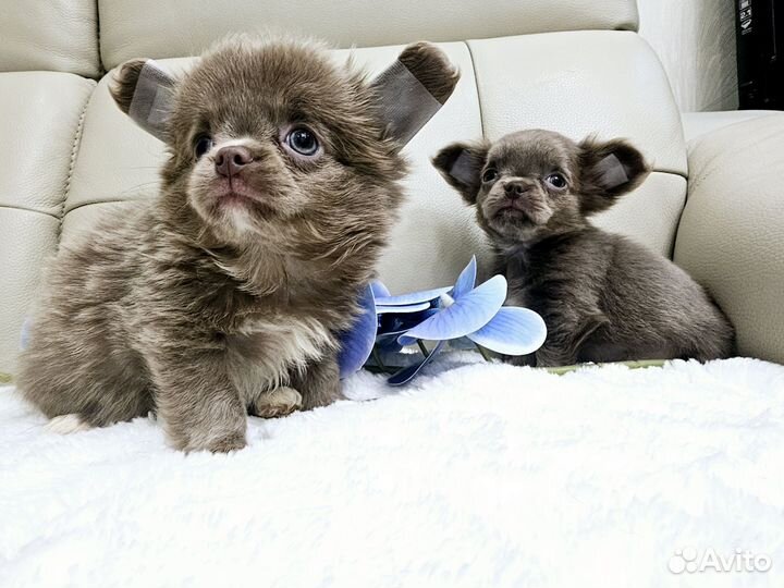 Чихуахуа мальЧишки