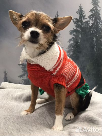 Одежда для собак