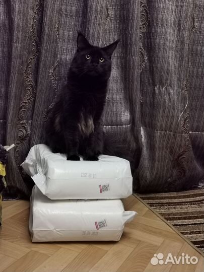 Кот мейн-кун вязка