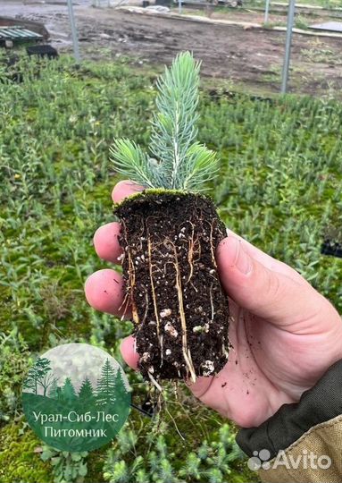 Сеянцы зкс Сосна окс Ель Лиственница Горная