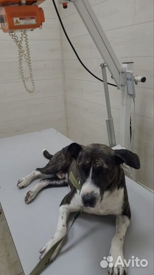 Самый лучший пёс