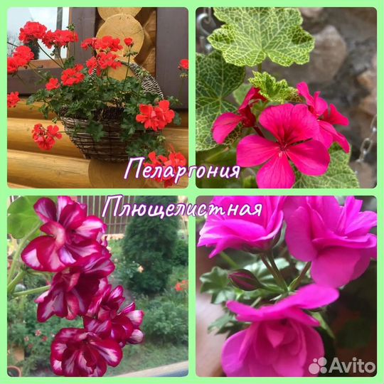 Пеларгонии