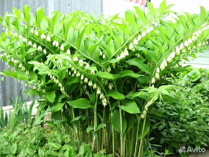 Купена, вербейник