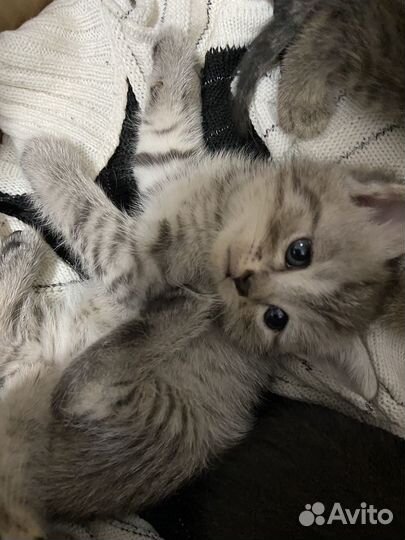 Котята в добрые руки бесплатно