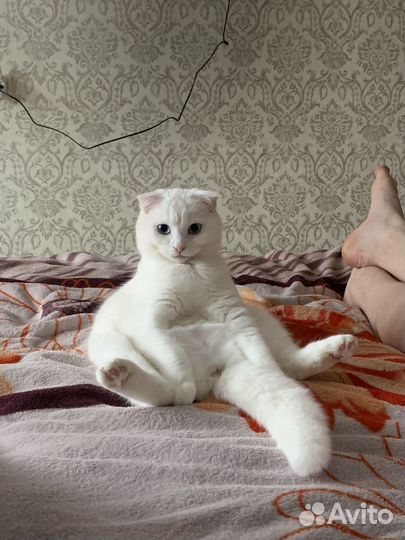 Шотландский котенок мальчик