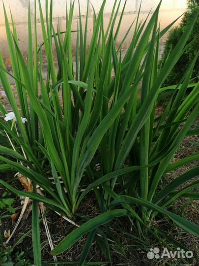 Юкка садовая