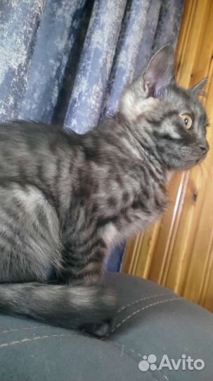 Котёнок шесть месяцев