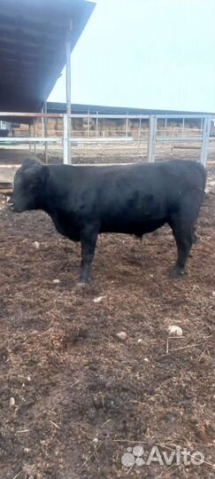 Быки абердин ангус