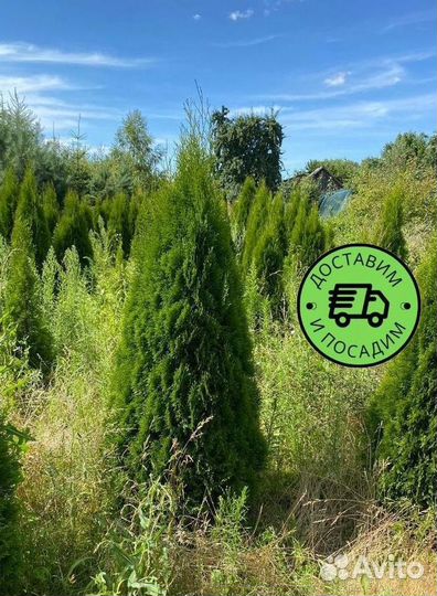 Туя Смарагд