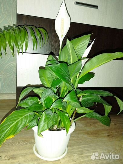 Спатифиллум